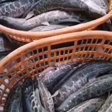 这货有需要的么