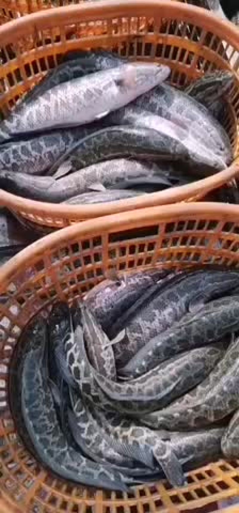 这货有需要的么