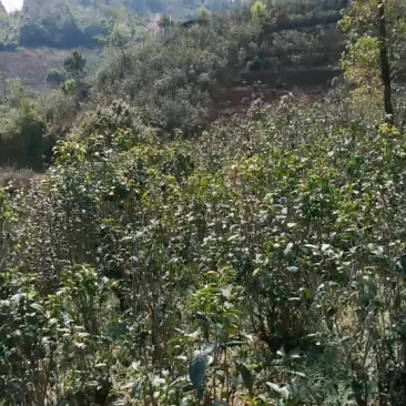 普洱茶