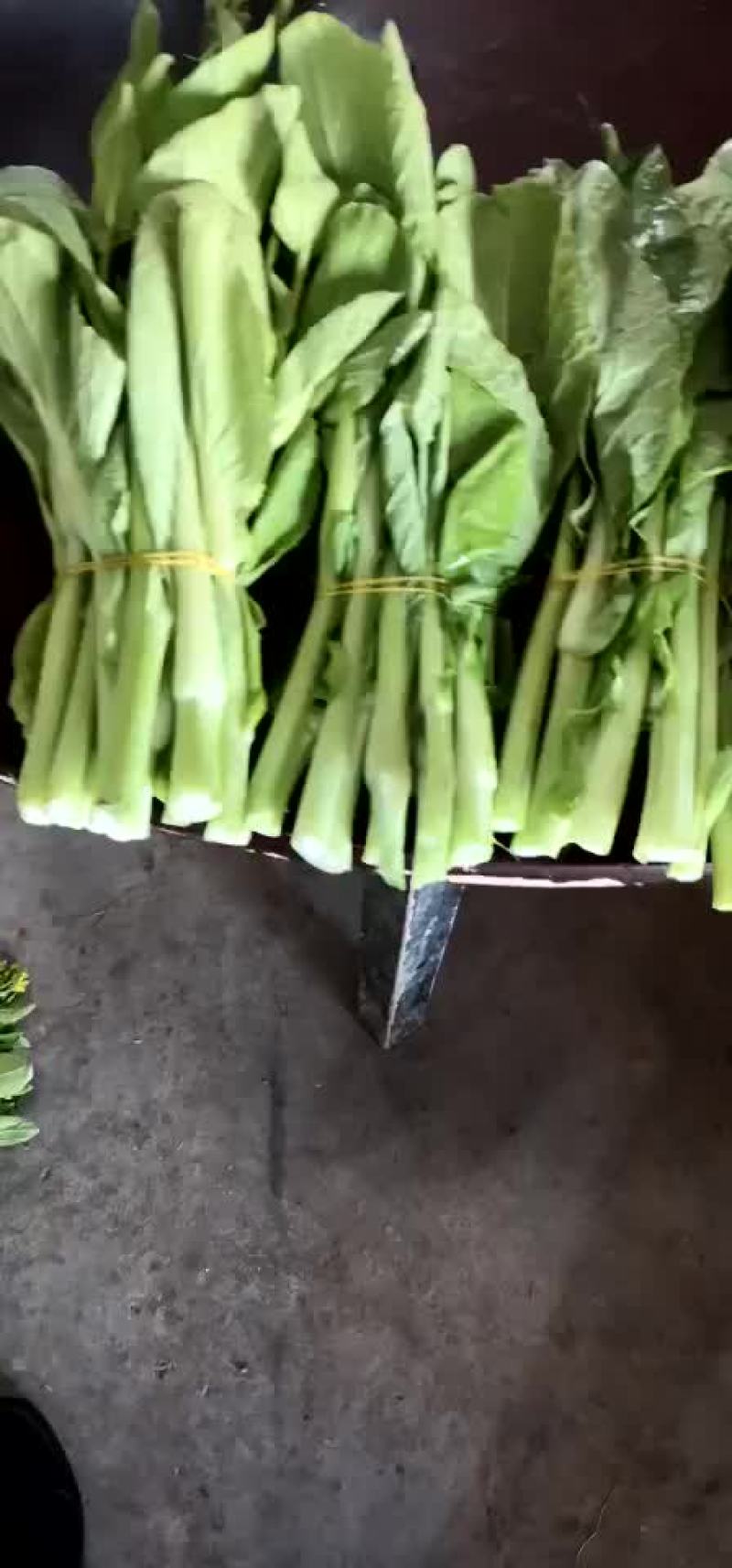 白菜苔