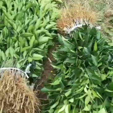 沃柑苗