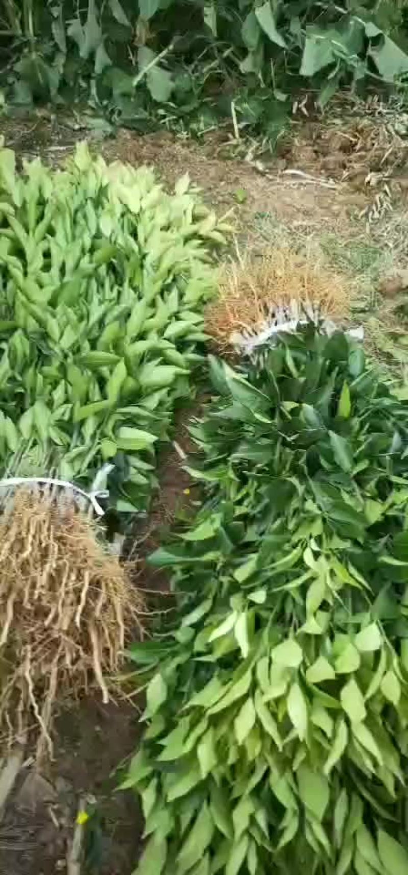 沃柑苗