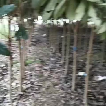 枇杷树