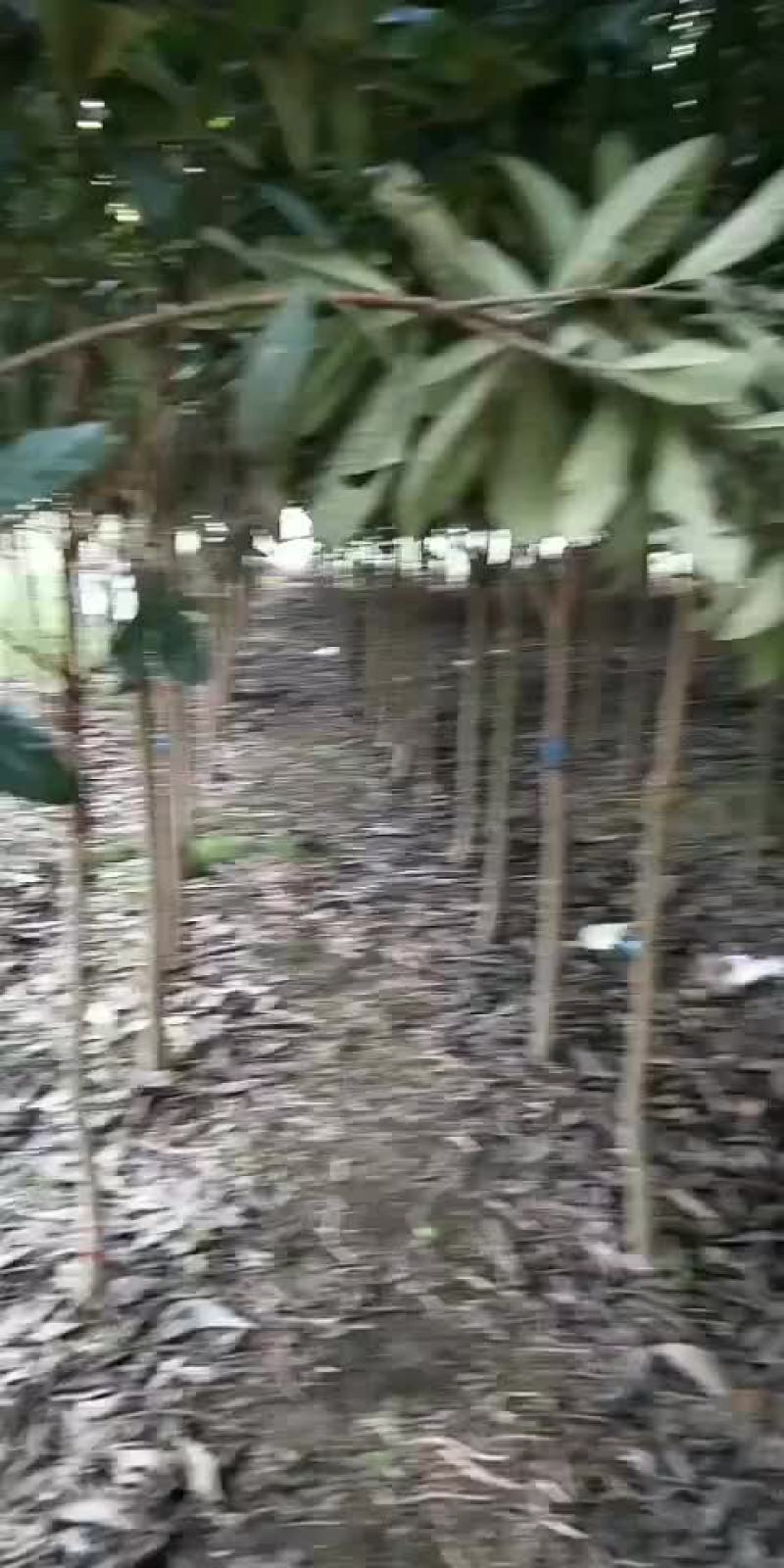 枇杷树