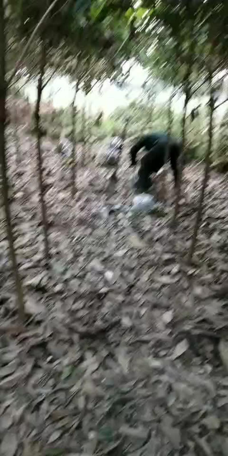 枇杷树