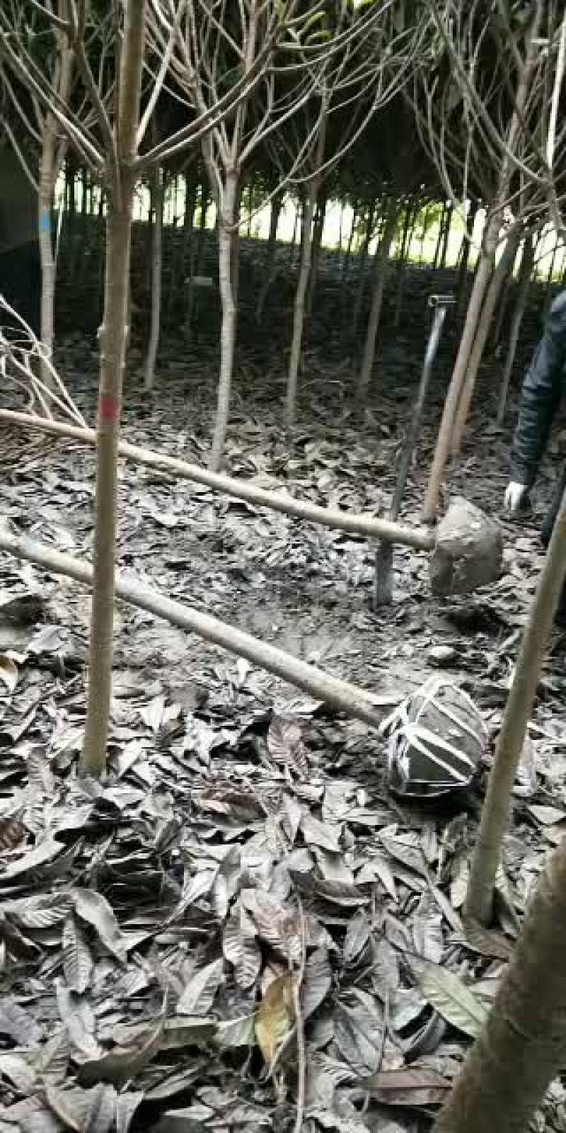 枇杷树