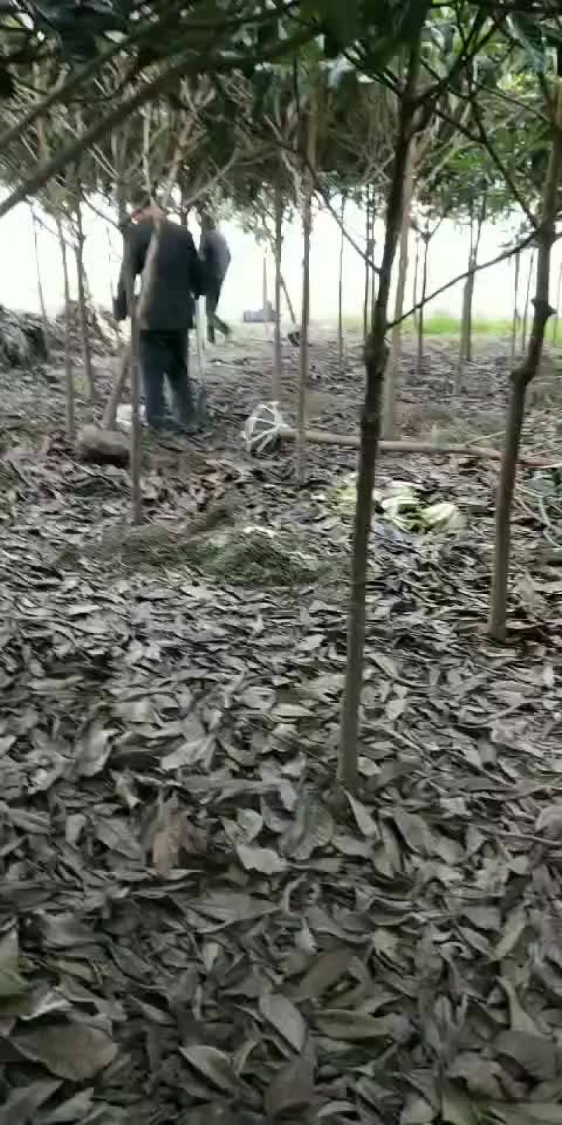枇杷树