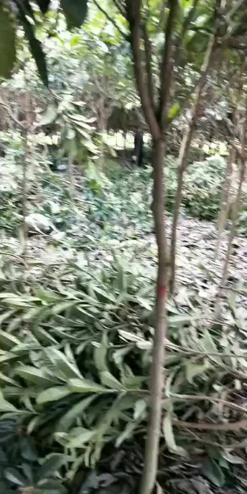 枇杷树
