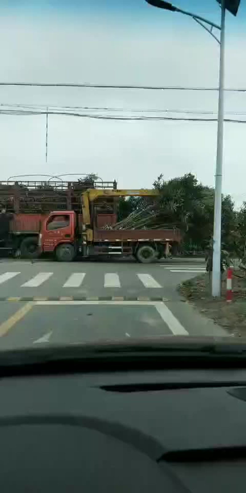 枇杷树