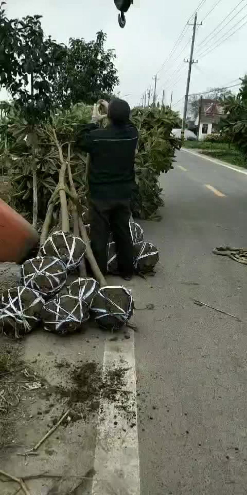 枇杷树