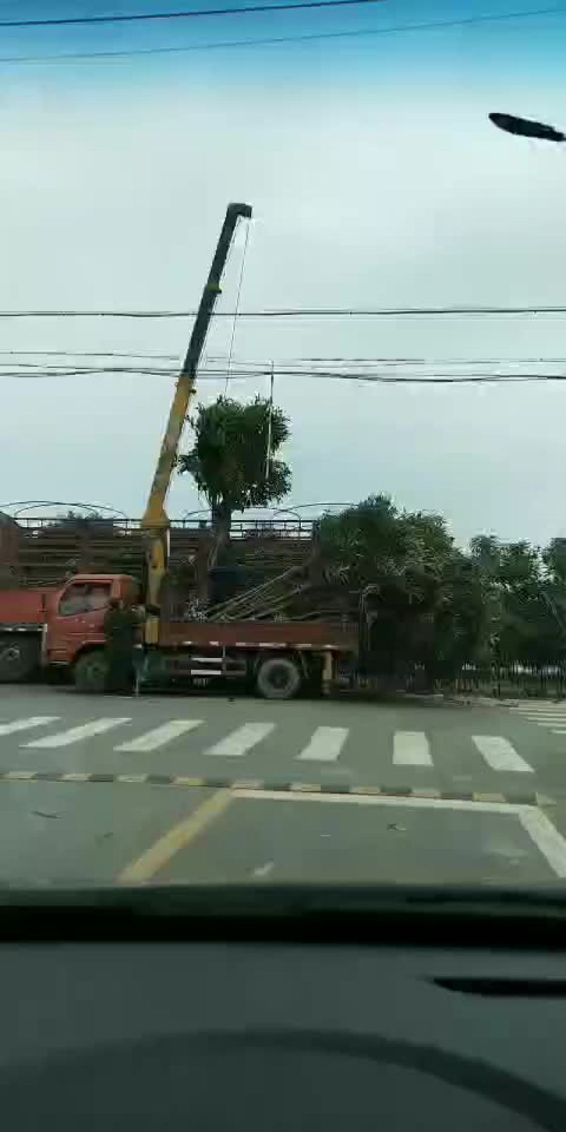 枇杷树