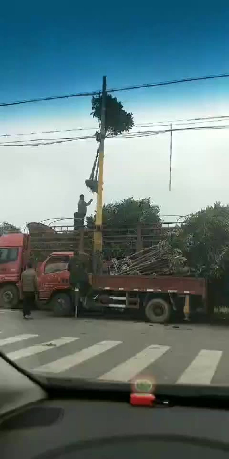 枇杷树