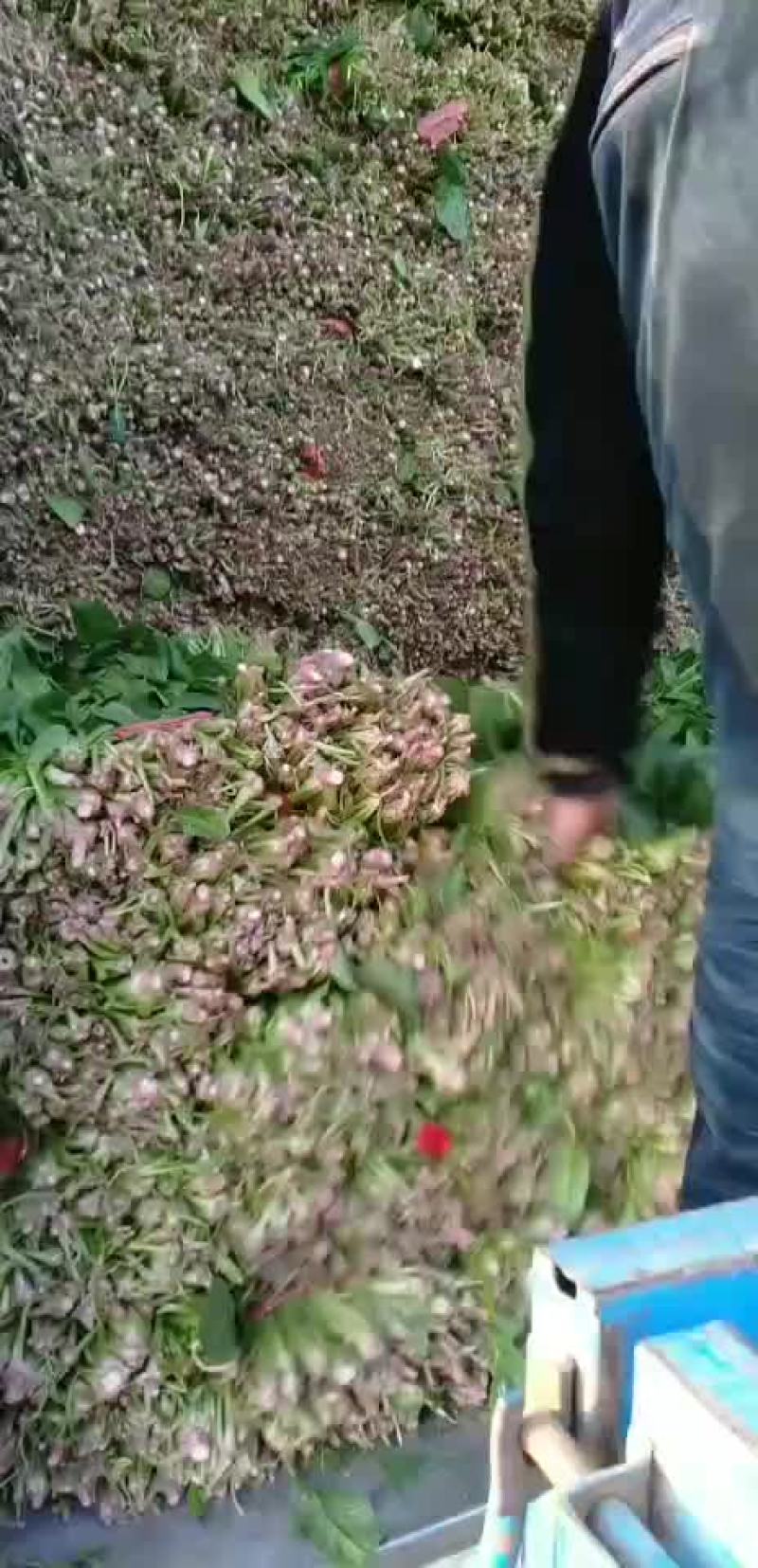高杆菠菜