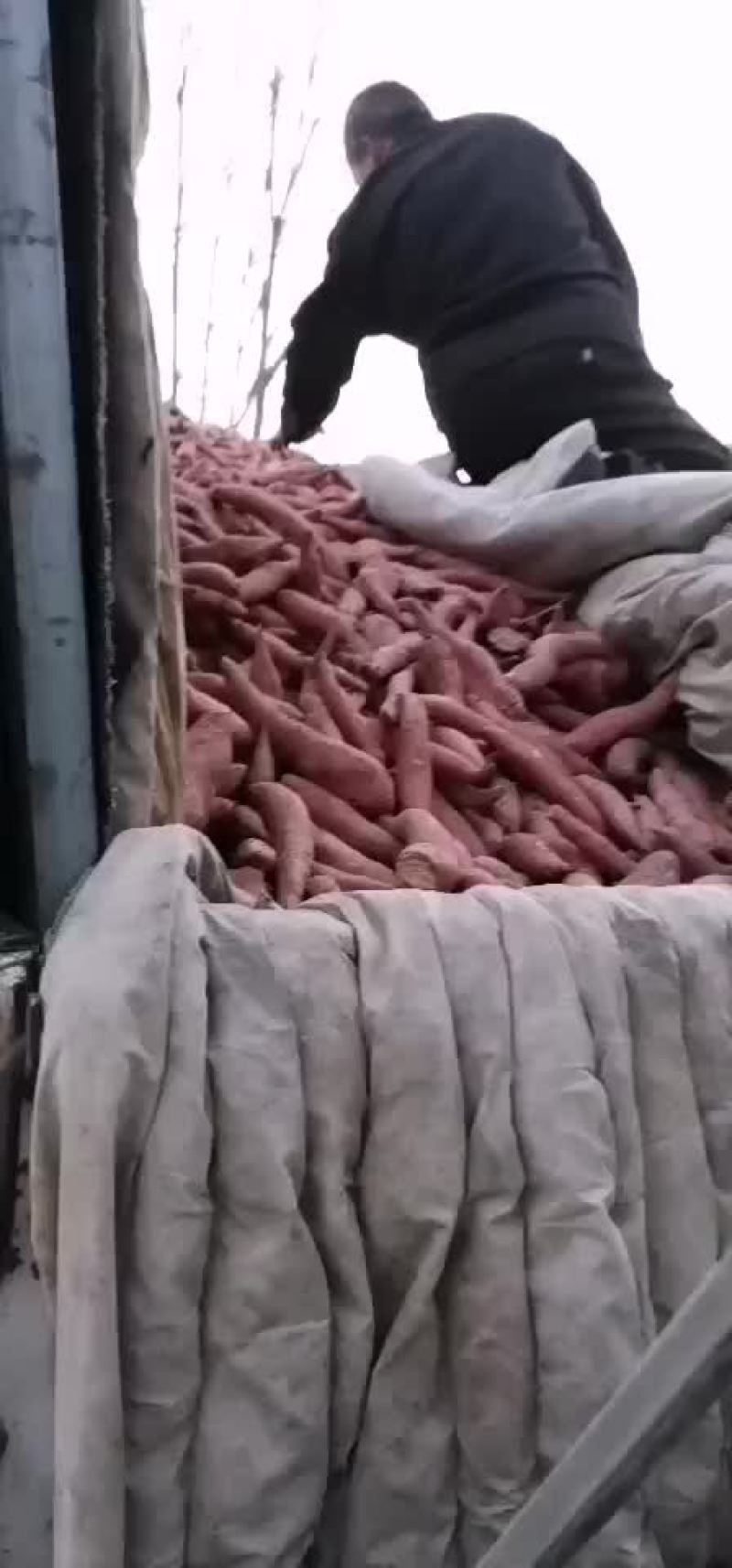 龙薯九小红薯