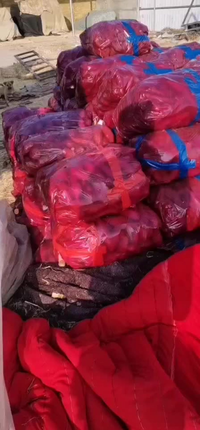 龙薯九小红薯