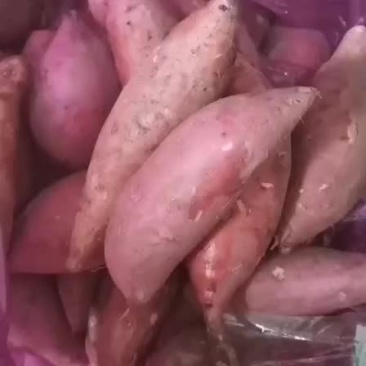 龙薯九小红薯