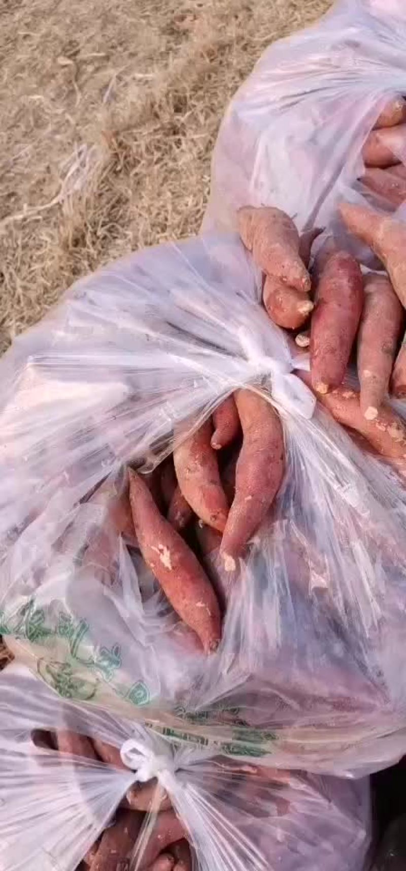 龙薯九小红薯