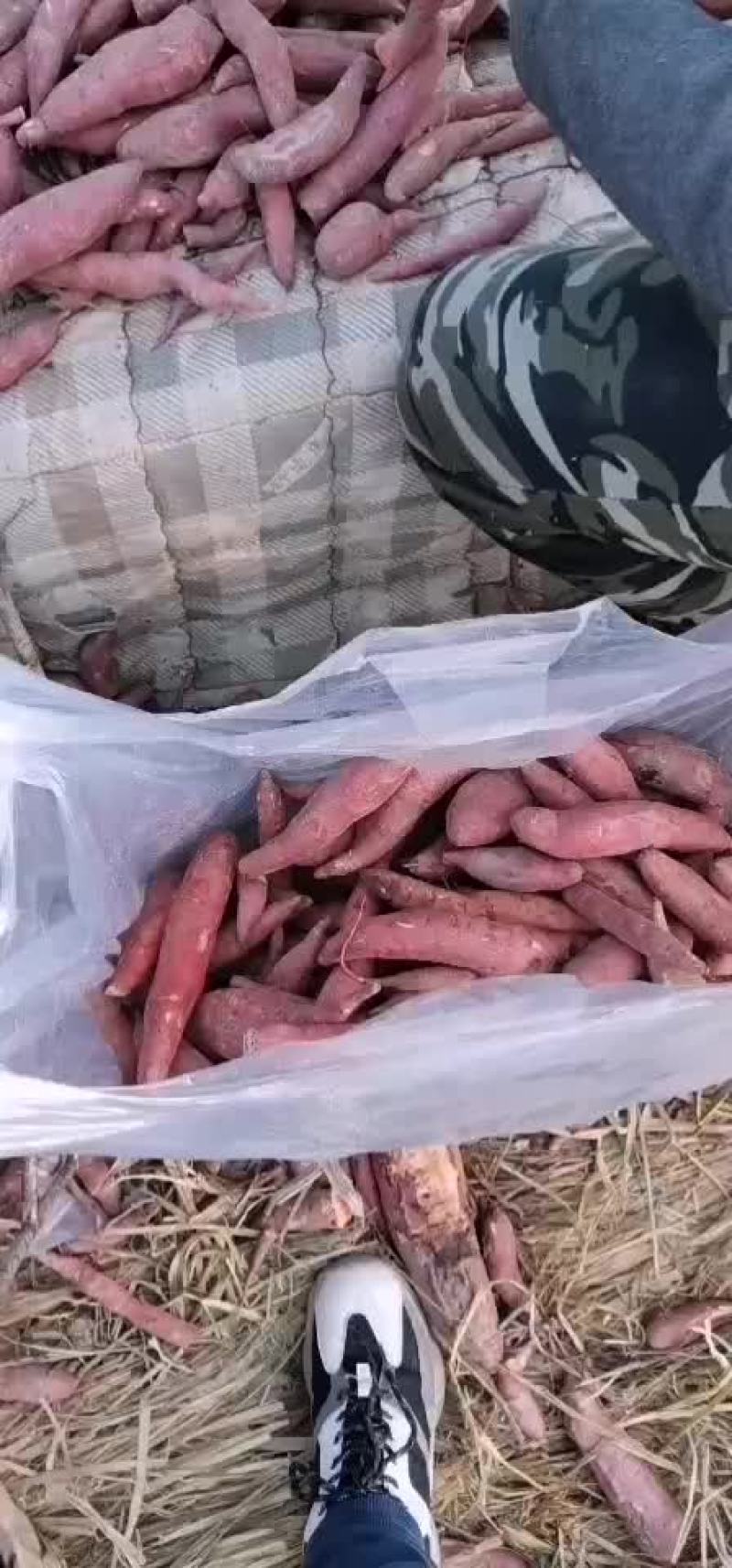 龙薯九小红薯