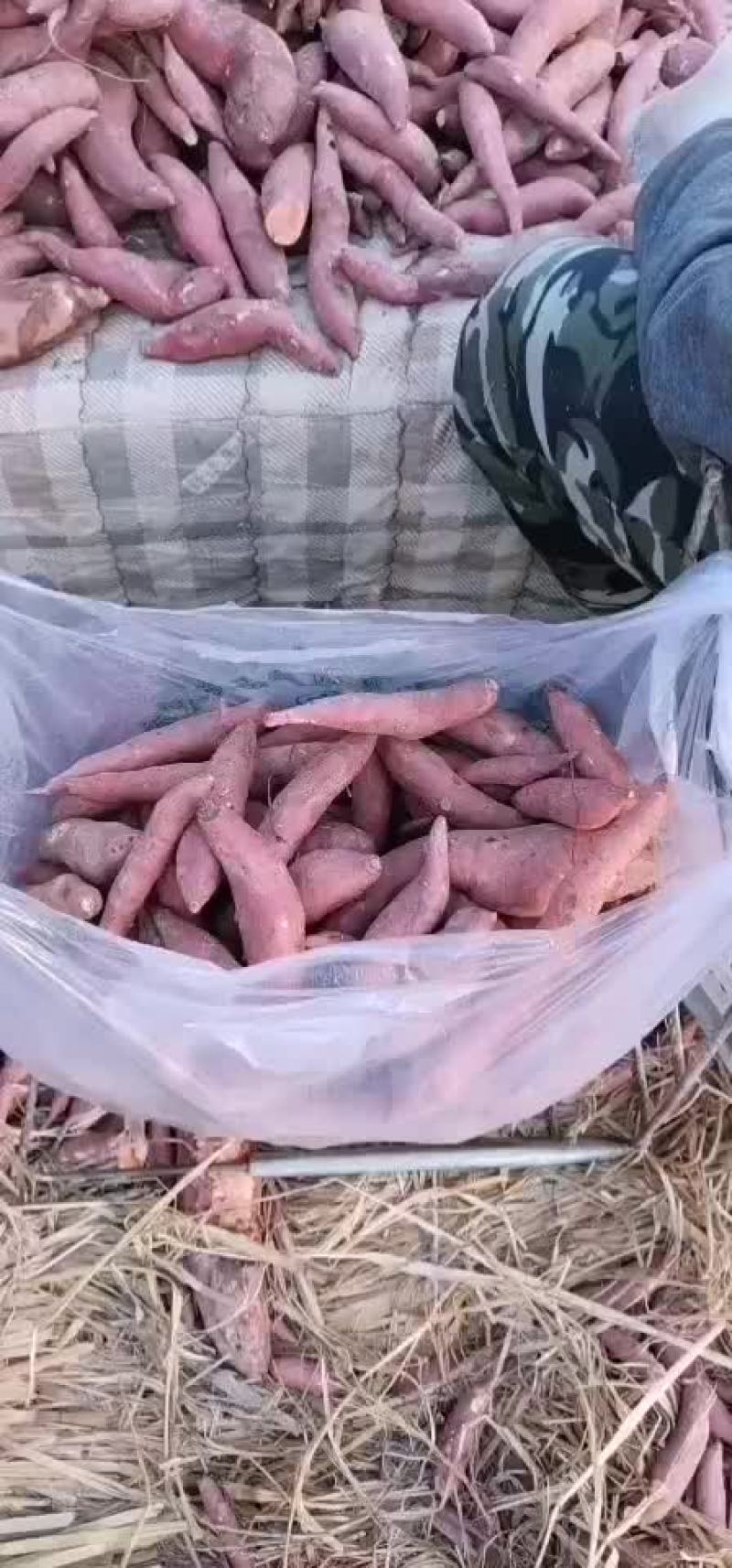 龙薯九小红薯