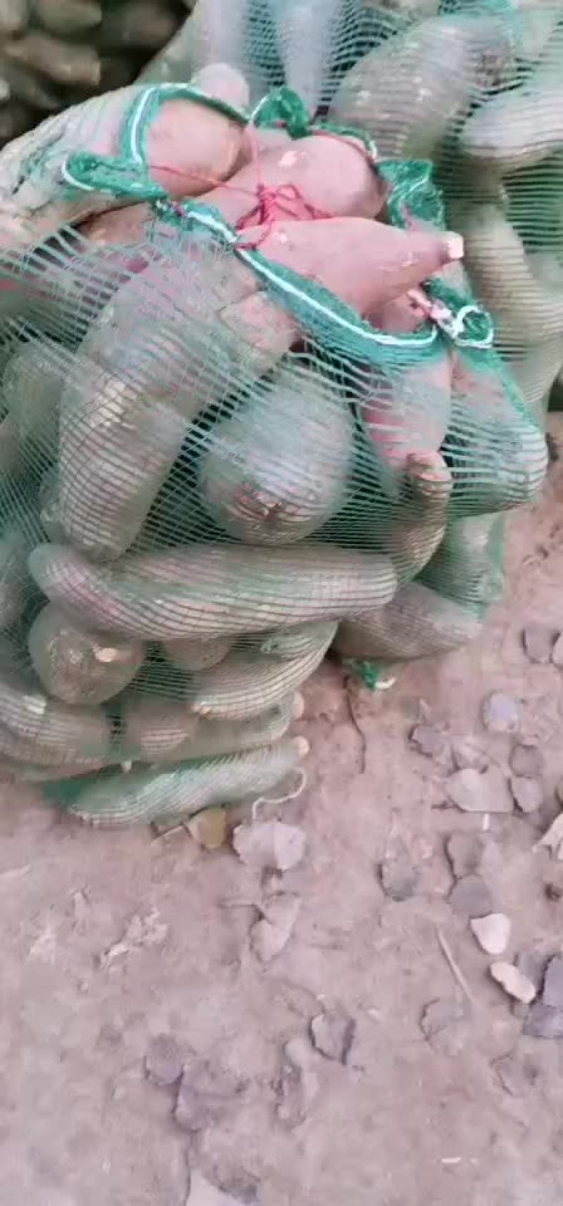 小红薯，和加工厂用红薯