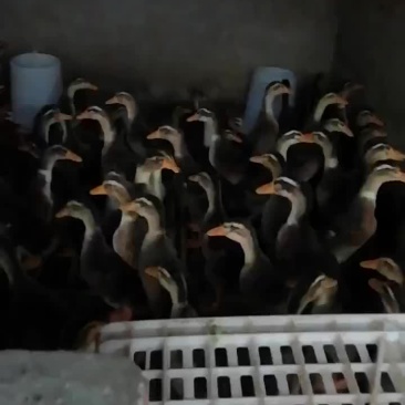 优质大种凤鸭麻鸭