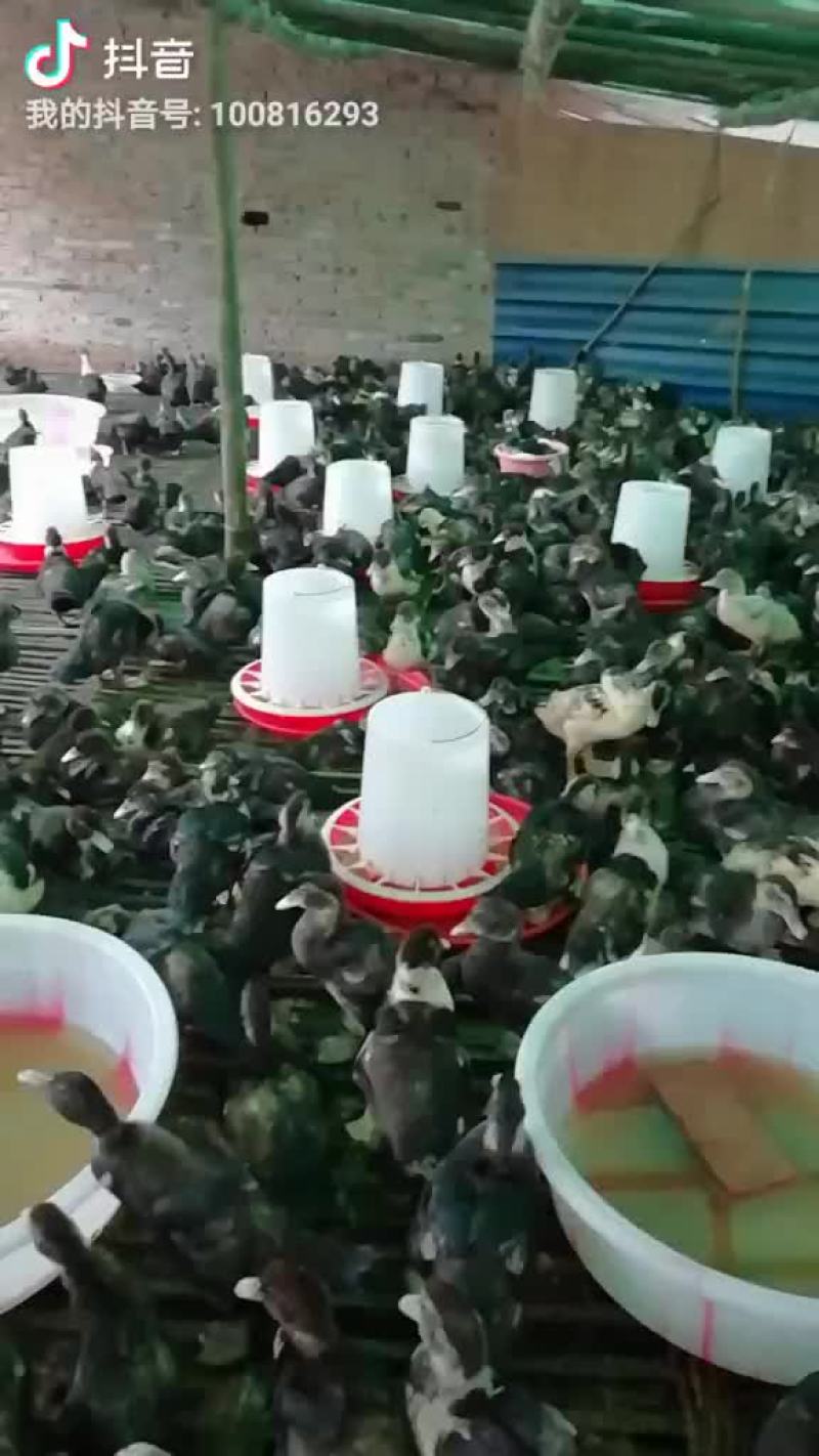 优质大种凤鸭麻鸭