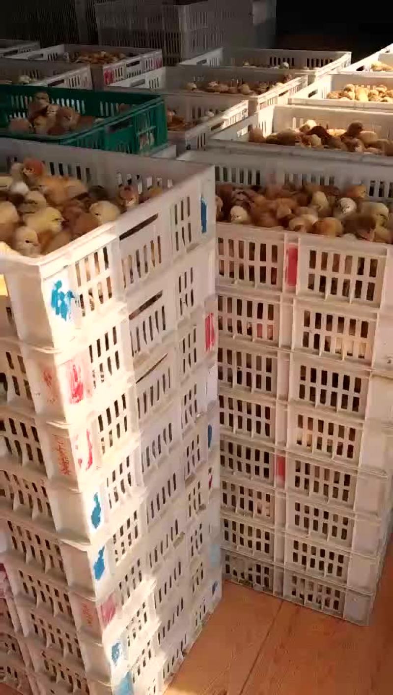 土鸡苗出壳苗35~45克