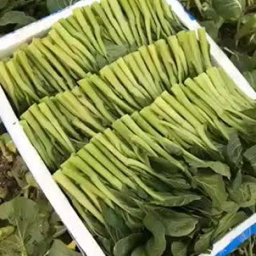 蔬菜