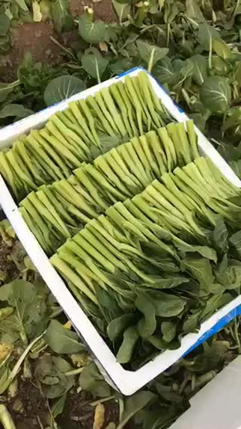 蔬菜