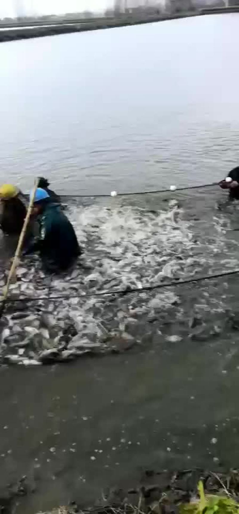 水产
