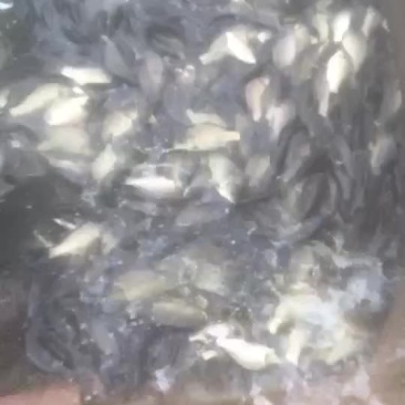 水产