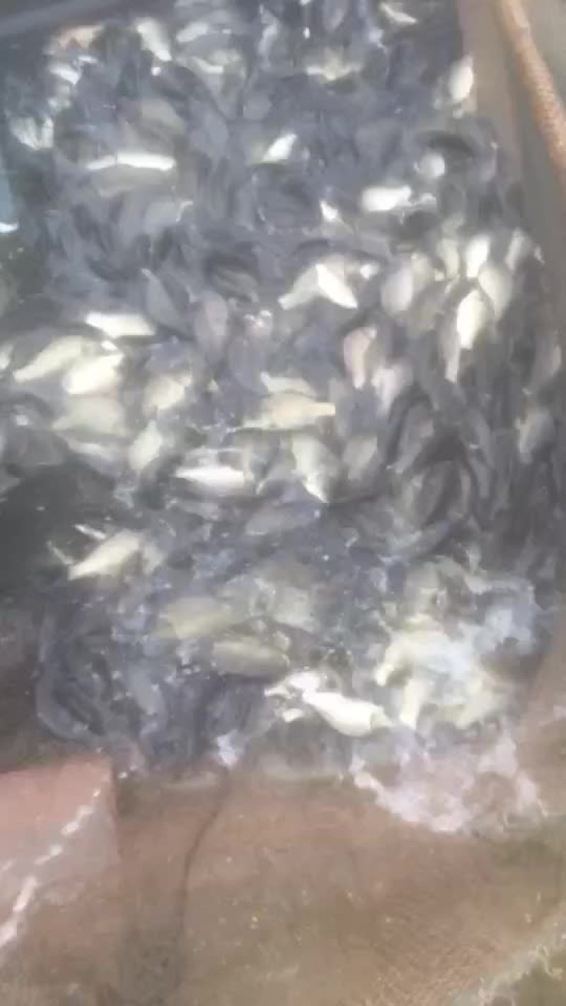 水产