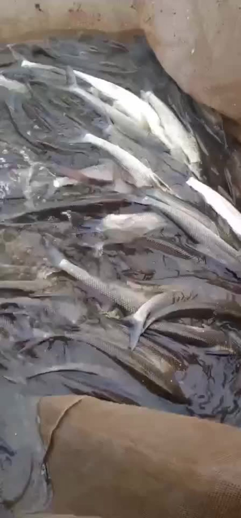 水产
