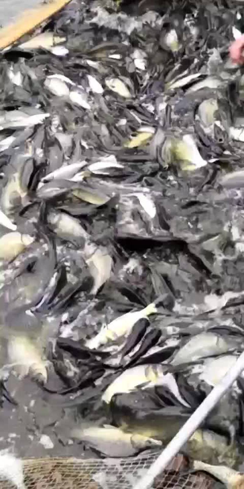 水产