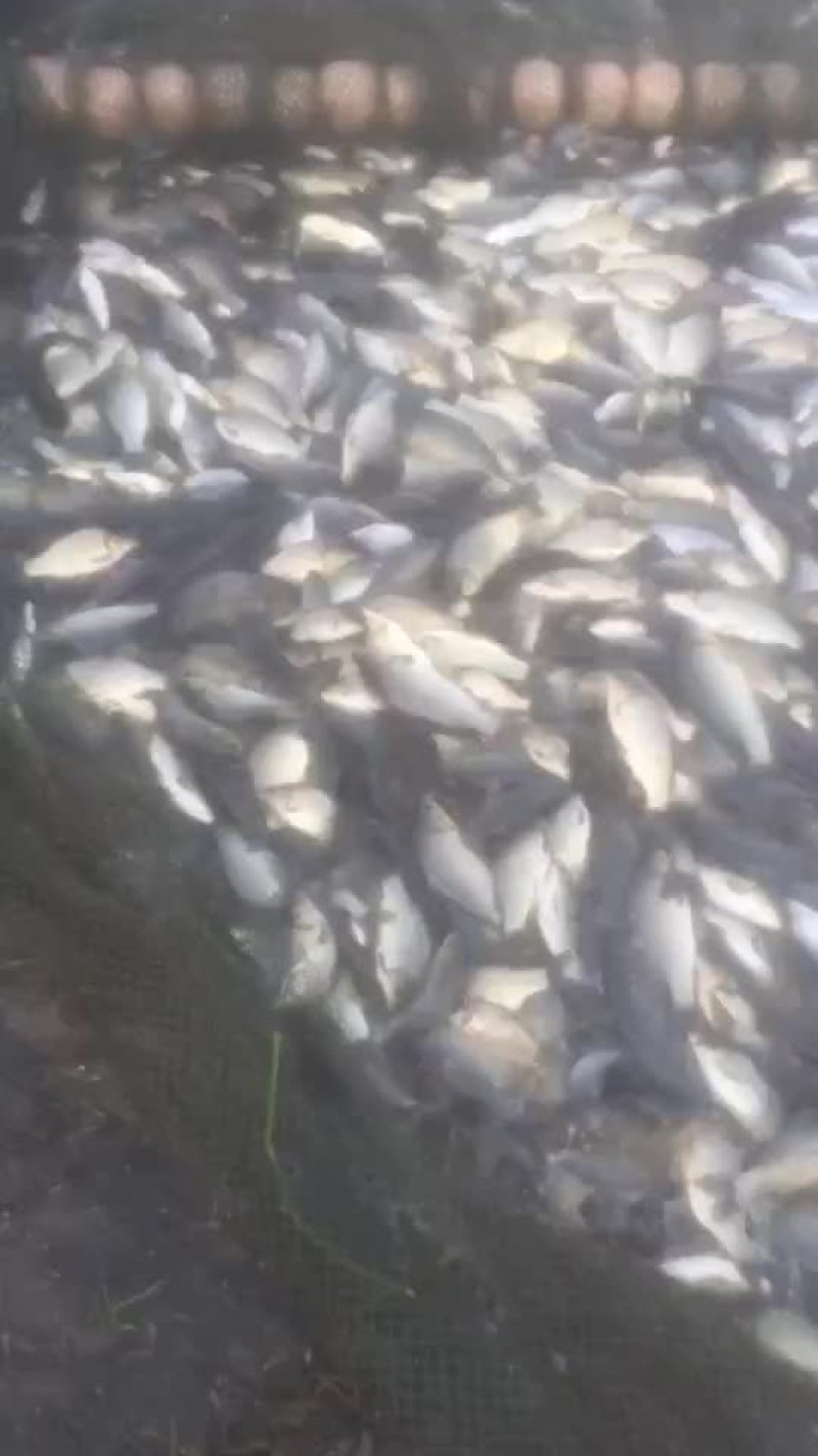 水产