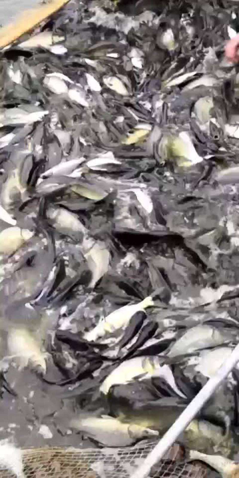 水产