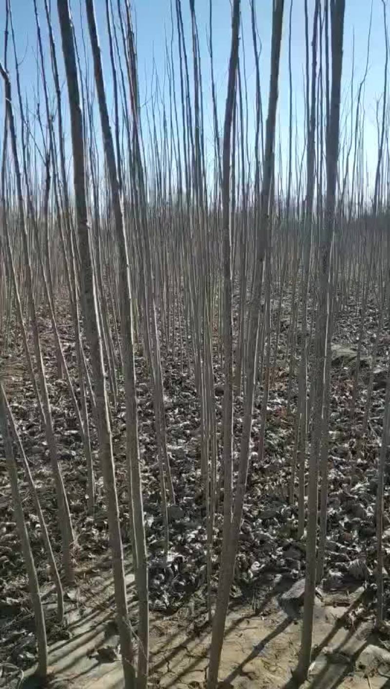 107杨树苗杨树种条