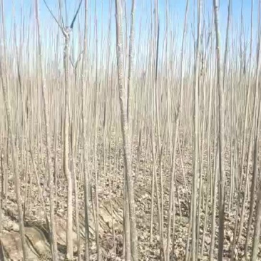 107杨树苗杨树种条