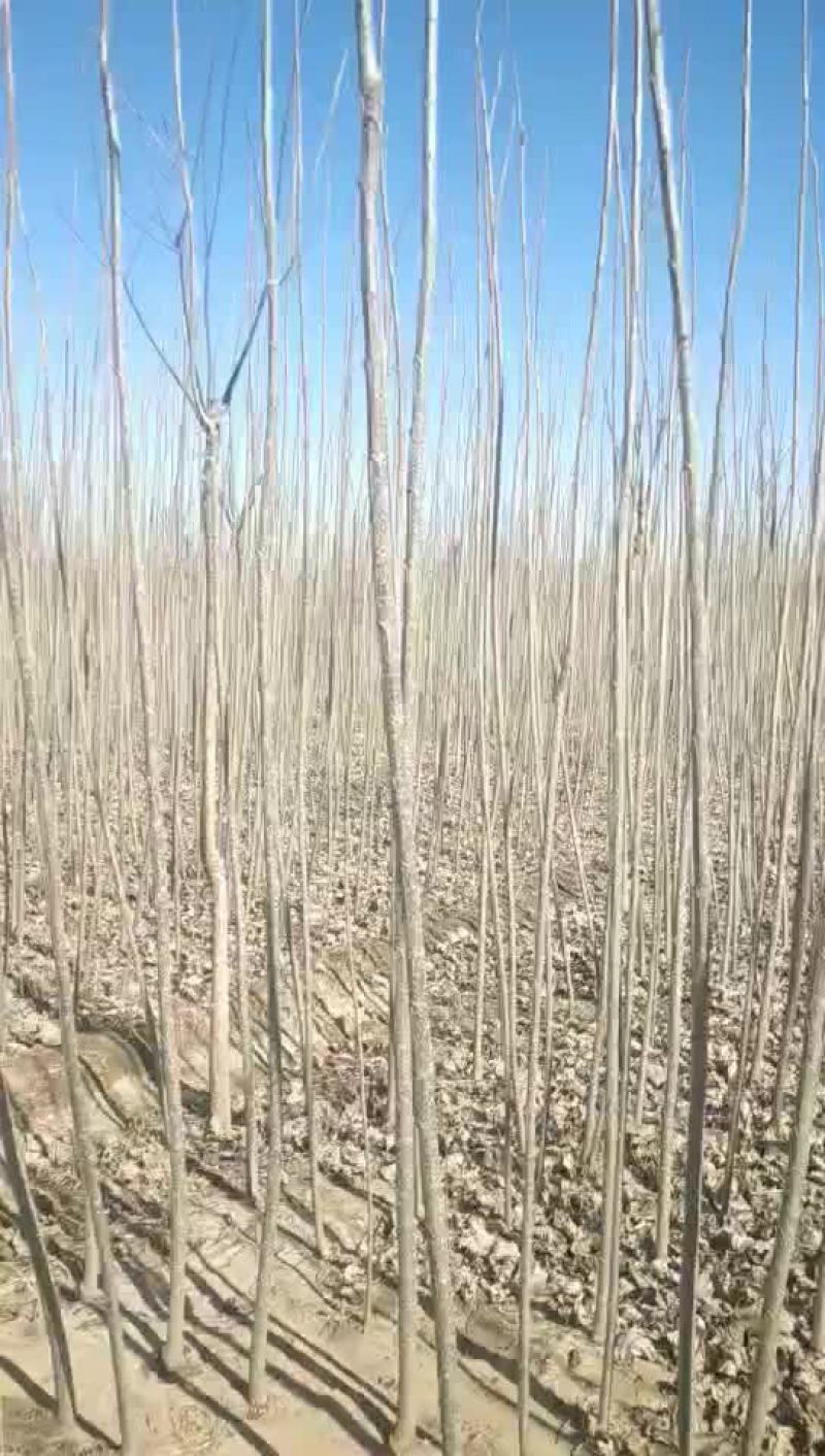 107杨树苗杨树种条