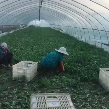 南通小青菜种植户