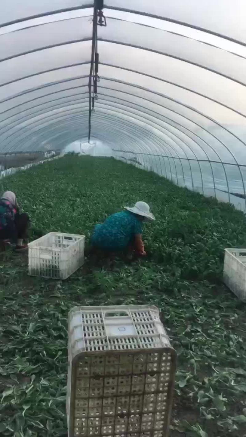 南通小青菜种植户