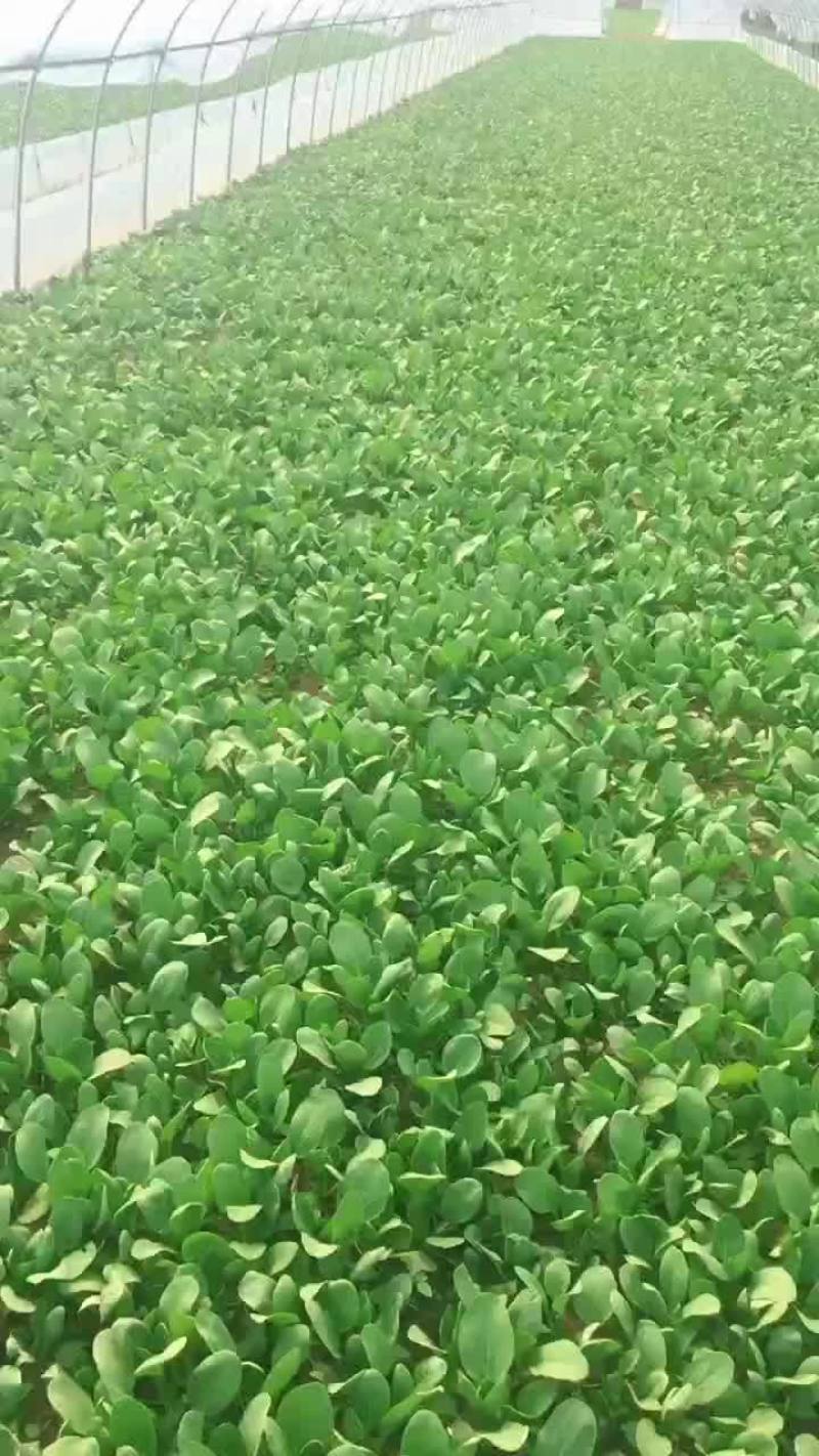 南通小青菜种植户