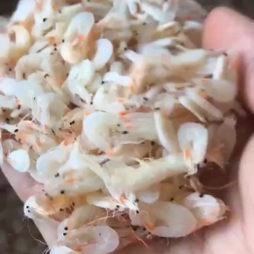 鲜虾皮