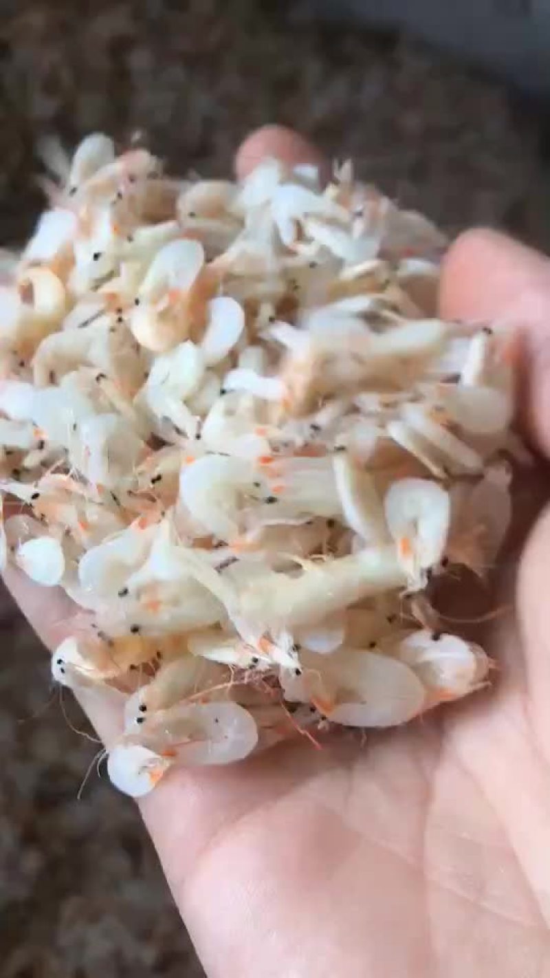 鲜虾皮