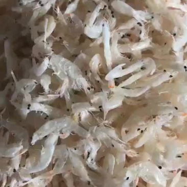 淡干虾皮