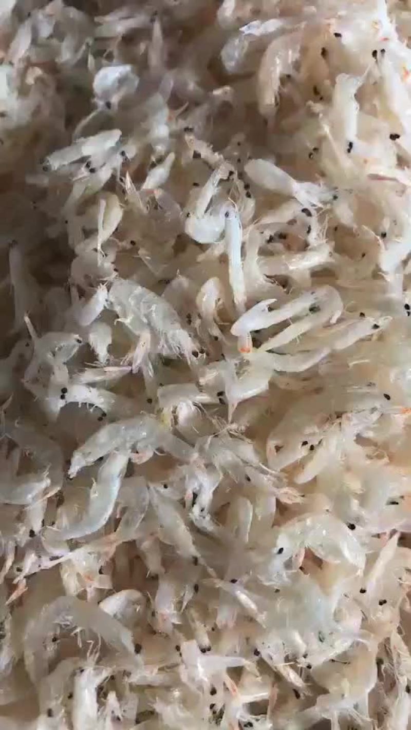 淡干虾皮