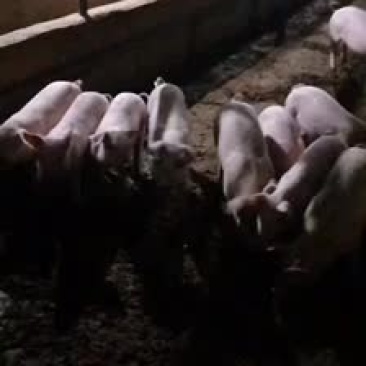 农户自己养殖的小猪仔