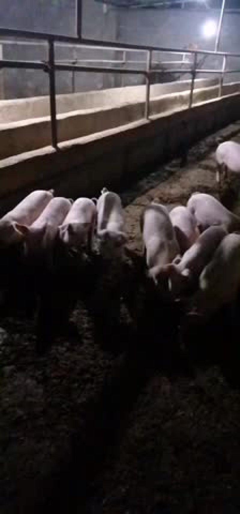 农户自己养殖的小猪仔
