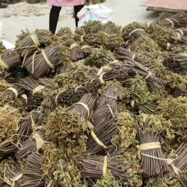 本地有大量的野生蕨菜出售。