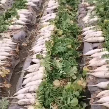 精品白萝卜